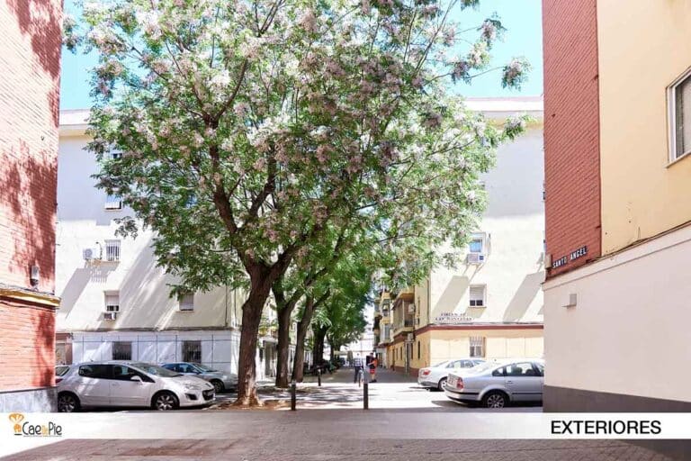 SANTOANGEL 7 CONLOGO